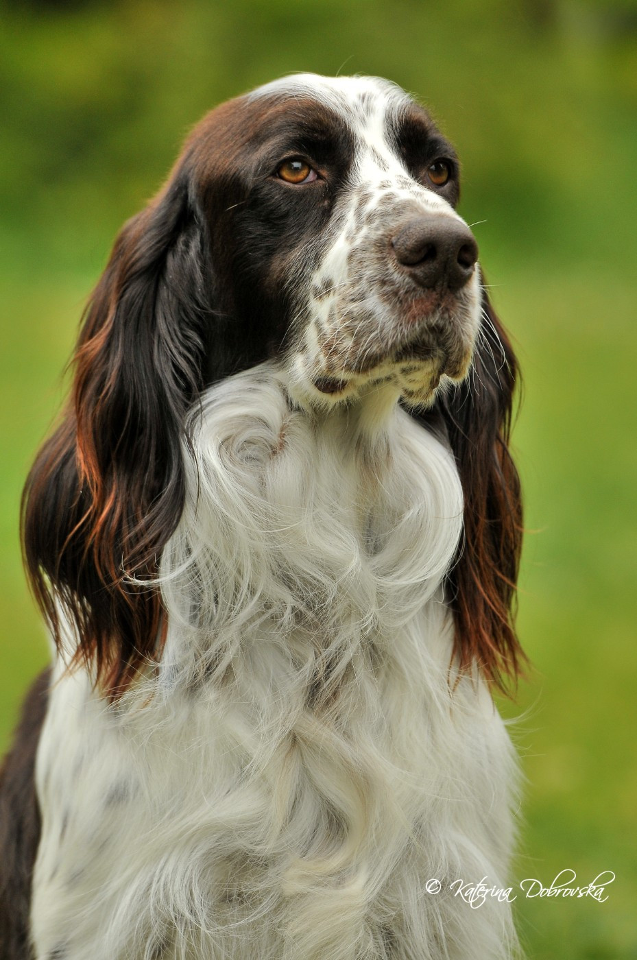 PHOENIX Du Domaine De Lou Meou