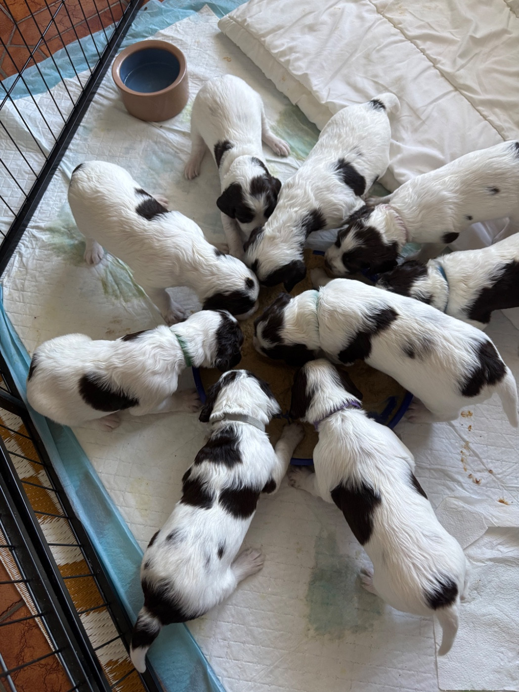 Derniers mâles disponibles!