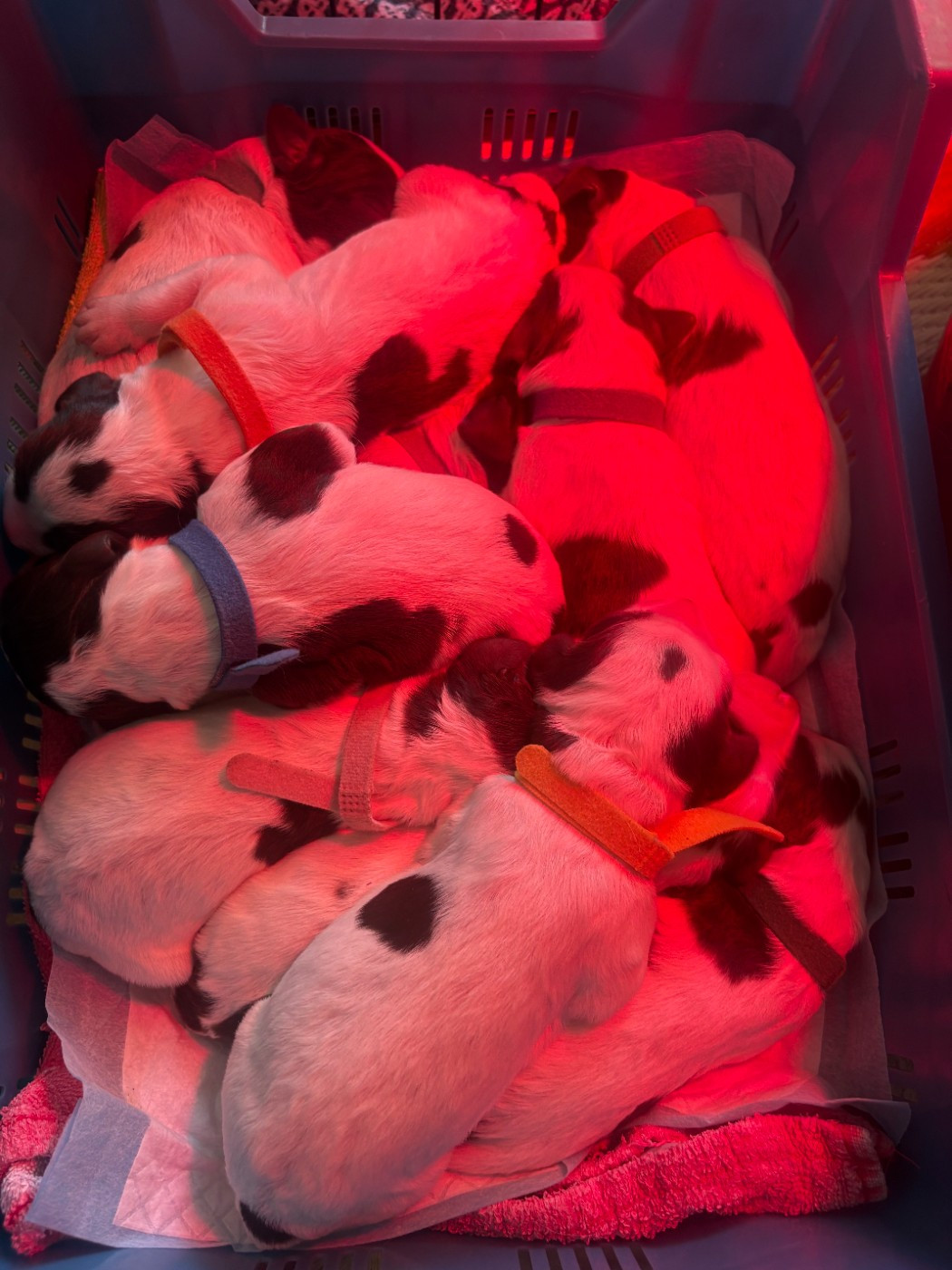 Du Domaine De Lou Meou - Chiots disponibles - Epagneul Français