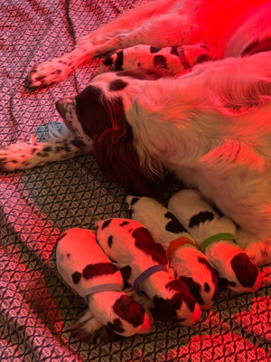 CHIOT 9